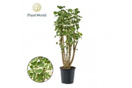 Polyscias balfourii Polyscias Balfouriana vertakt 1 pp