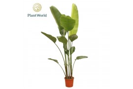 Strelitzia nicolai Strelitzia Nicolai 6 PP (zonder bloem) 225-250 cm