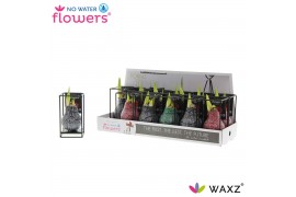 Hippeastrum gewaxt No Water Flowers Waxz® Formz Industrial mix2 tak/pl