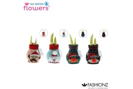 Hippeastrum gewaxt No Water Flowers® Fashionz Silly mix2 tak/plnt