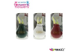 Hippeastrum gewaxt No Water Flowers Waxz® Message Printz Xmas met koke