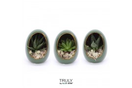 Arrangementen succulenten TRULY Haworthia, Gasteria, Egg Green1 pp