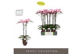 Phalaenopsis roze Optistar Madonna 2 spike in Emilia Brown Aquo 15 bl.