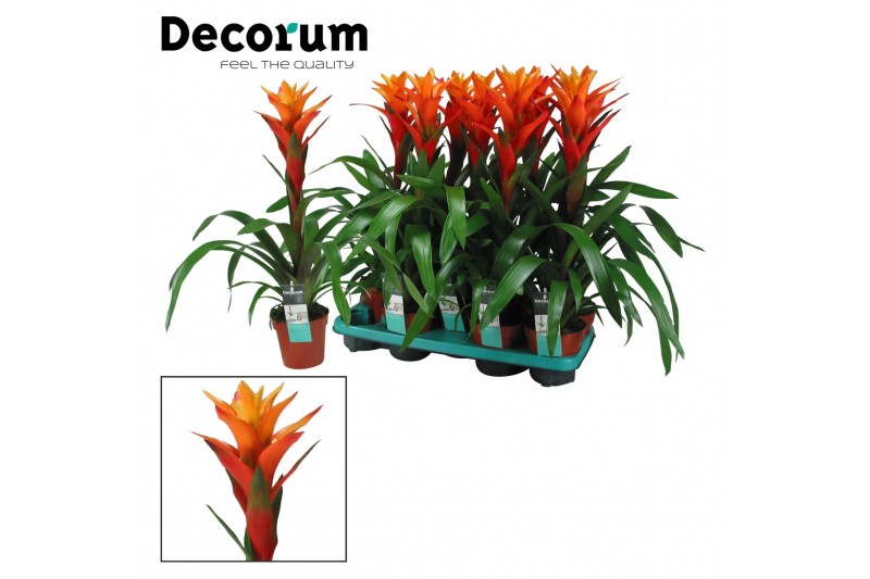 Guzmania variada Guzmania Variada (Decorum) 1 bl. 