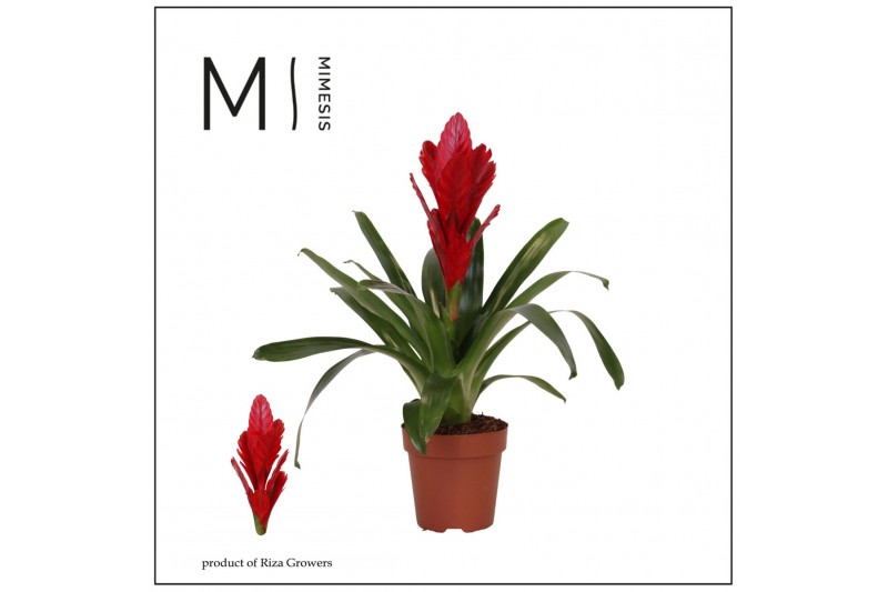 Vriesea intenso red Vriesea Intenso Red - 12cm | Mimesis 