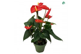 Anthurium andr. madural Anthurium Red Big Flowers Madural 5 bl.