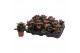 Kalanchoe rosalina don nando Kalanchoe Rosalina 07cm Don Nando roze, Z 