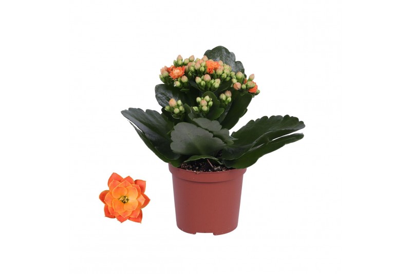 Kalanchoe rosalina don pedro Kalanchoe Rosalina 07cm Don Pedro oranje, 