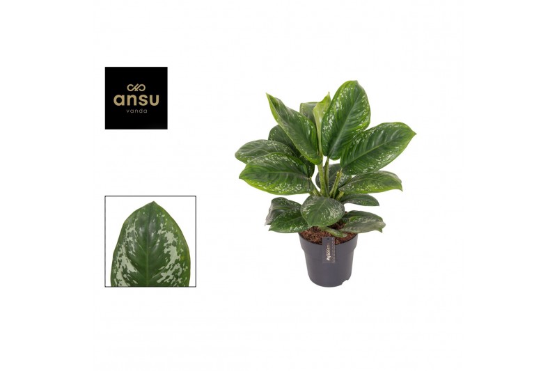 Aglaonema Aglaonema Onyx Green 1 pp 