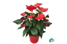Anthurium andr. oklahoma Anthurium Red Big Flowers Oklahoma8 bl.