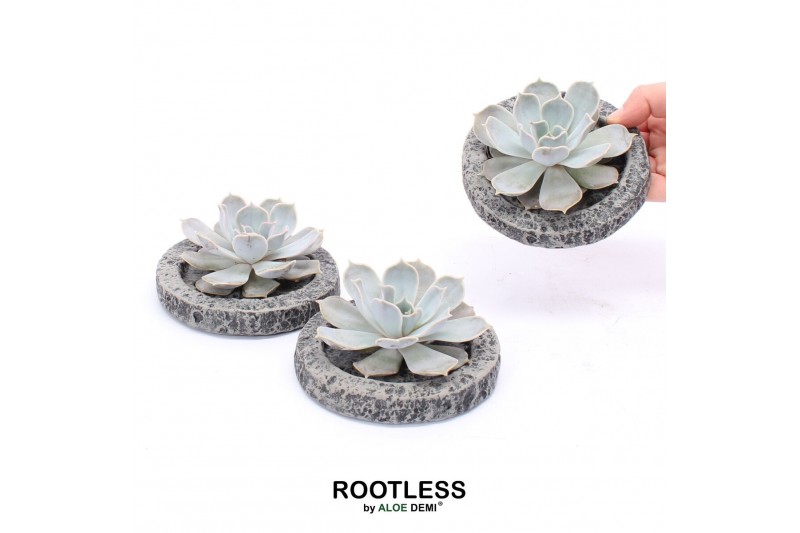 Arrangementen succulenten ROOTLESS Echeveria lilacina, Koala MINI bowl 
