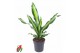 Dracaena fragr. burley Dracaena Burley kopstek P191 pp 
