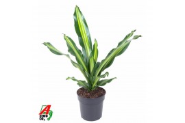 Dracaena fragr. burley Dracaena Burley kopstek P191 pp