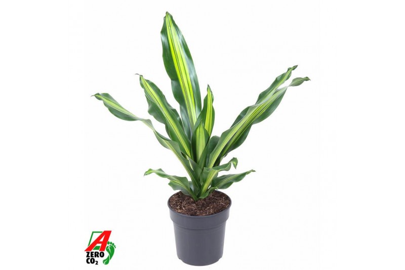 Dracaena fragr. burley Dracaena Burley kopstek P191 pp 