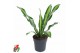Dracaena fragr. burley Dracaena Burley kopstek P241 pp 