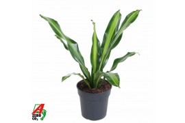 Dracaena fragr. burley Dracaena Burley kopstek P241 pp
