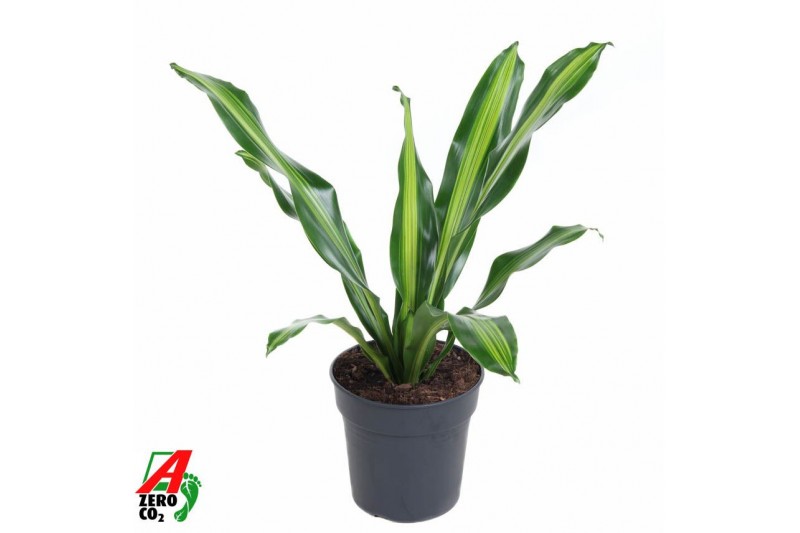 Dracaena fragr. burley Dracaena Burley kopstek P241 pp 