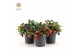 Gaultheria procumbens big berry Gaultheria pr. Big Berry® P1217 cm dia 