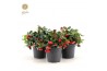 Gaultheria procumbens big berry Gaultheria pr. Big Berry® P1217 cm dia