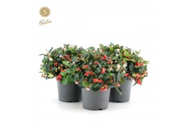 Gaultheria procumbens big berry Gaultheria pr. Big Berry® P1517 cm dia