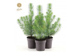 Pinus pinea silver crest Pinus pinea Silver Crest P10,5 (35-45)