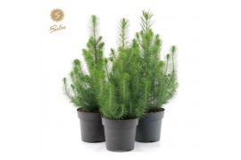 Pinus pinea silver crest Pinus pinea Silver Crest P17 40-50