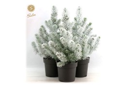 Pinus pinea silver crest Pinus pinea Silver Crest P17 40-50 + Snow