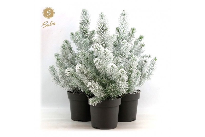 Pinus pinea silver crest Pinus pinea Silver Crest P17 40-50 + Snow 