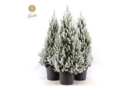 Picea glauca december Picea gl. December® P26 80/90 + Snow