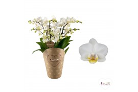 Phalaenopsis floriclone french blonde Duetto Multi wit - French Blonde