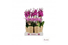 Phalaenopsis paars Duetto Combi tray paars (Quattro)40 bl. 4 tak/plnt