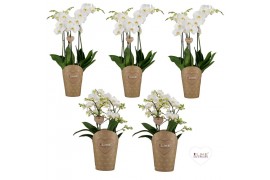 Phalaenopsis wit Duetto combi tray wit (Quattro)40 bl. 4 tak/plnt