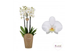 Phalaenopsis anthura leeds Duetto Leeds - 4 tak (Quattro)40 bl. 4 tak/