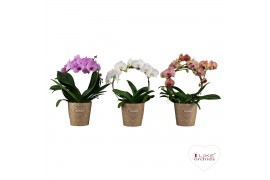 Phalaenopsis mix Duetto Boog mix (Quattro)12 bl. 2 tak/plnt