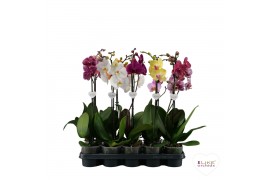 Phalaenopsis mix Phalaenopsis mix - 1 tak 60cm (Quattro)9 bl. 1 tak/pl