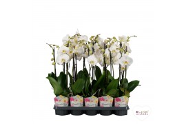 Phalaenopsis wit Phalaenopsis - 2 tak 60cm Promiss wit (Quattro)18 bl.
