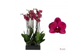 Phalaenopsis anthura montreux Phalaenopsis Montreux - 2 tak 70cm (Quat