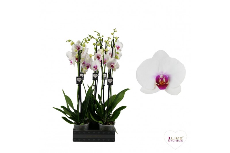 Phalaenopsis wit red lips Phalaenopsis Scarlion - 2 tak 70cm (Quattro) 