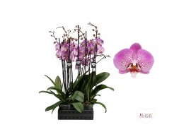 Phalaenopsis jillion Phalaenopsis Jillion - 2 tak 70cm (Quattro)16 bl.