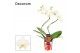 Phalaenopsis tropic snowball Phalaenopsis hurricane wit (Decorum)14 bl 