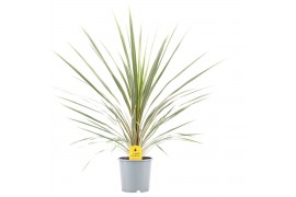 Cordyline variegata Cordyline Australis Variegata1 pp