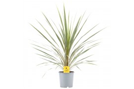 Cordyline variegata Cordyline Australis Variegata1 pp