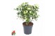 Schefflera trinette Schefflera Trinette2 pp 