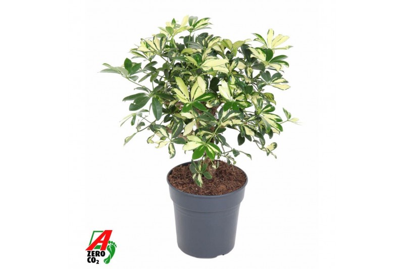 Schefflera trinette Schefflera Trinette2 pp 