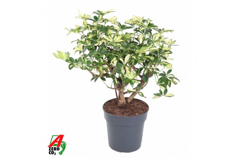 Schefflera trinette Schefflera Trinette2 pp 