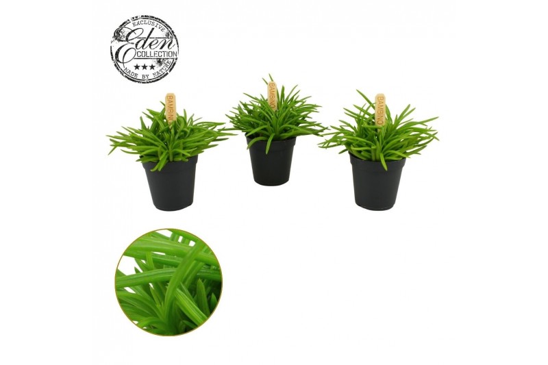 Senecio archeri himalaya Senecio Himalaya 5,5cm 