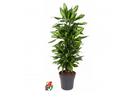 Dracaena fragr. cintho Dracaena Cintho vertakt P27pp