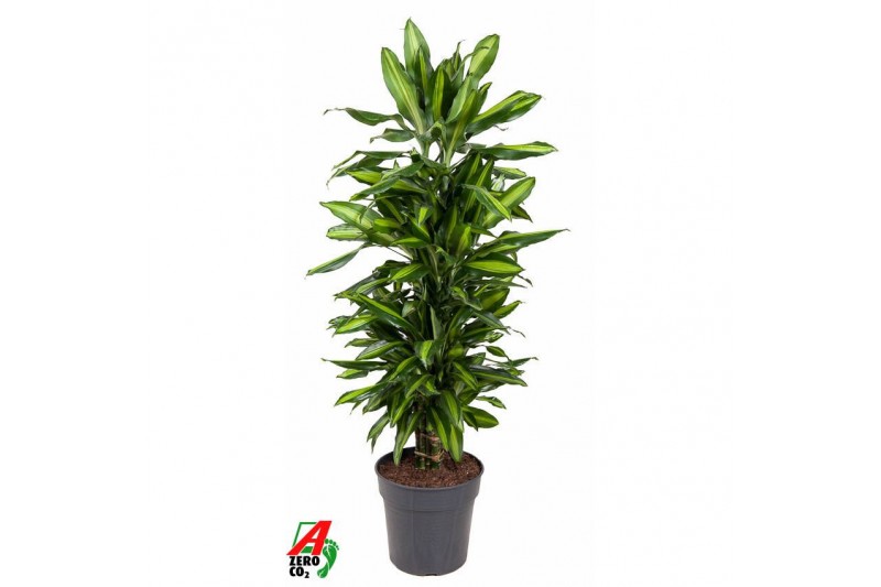 Dracaena fragr. cintho Dracaena Cintho vertakt P27pp 