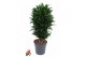 Dracaena fragr. compacta Dracaena Compacta vertakt P24pp 