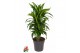Dracaena fragr. hawaiian sunshine Dracaena Hawaiiana vertakt P21pp 